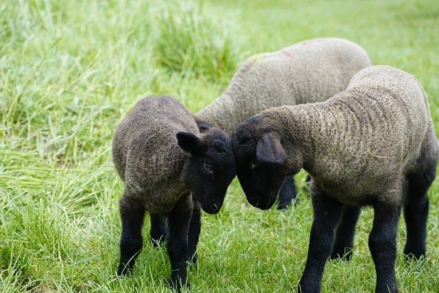 ACOHACE pide moderación de precios a los ganaderos ceutíes con motivo de la festividad de Eid Al Adha
